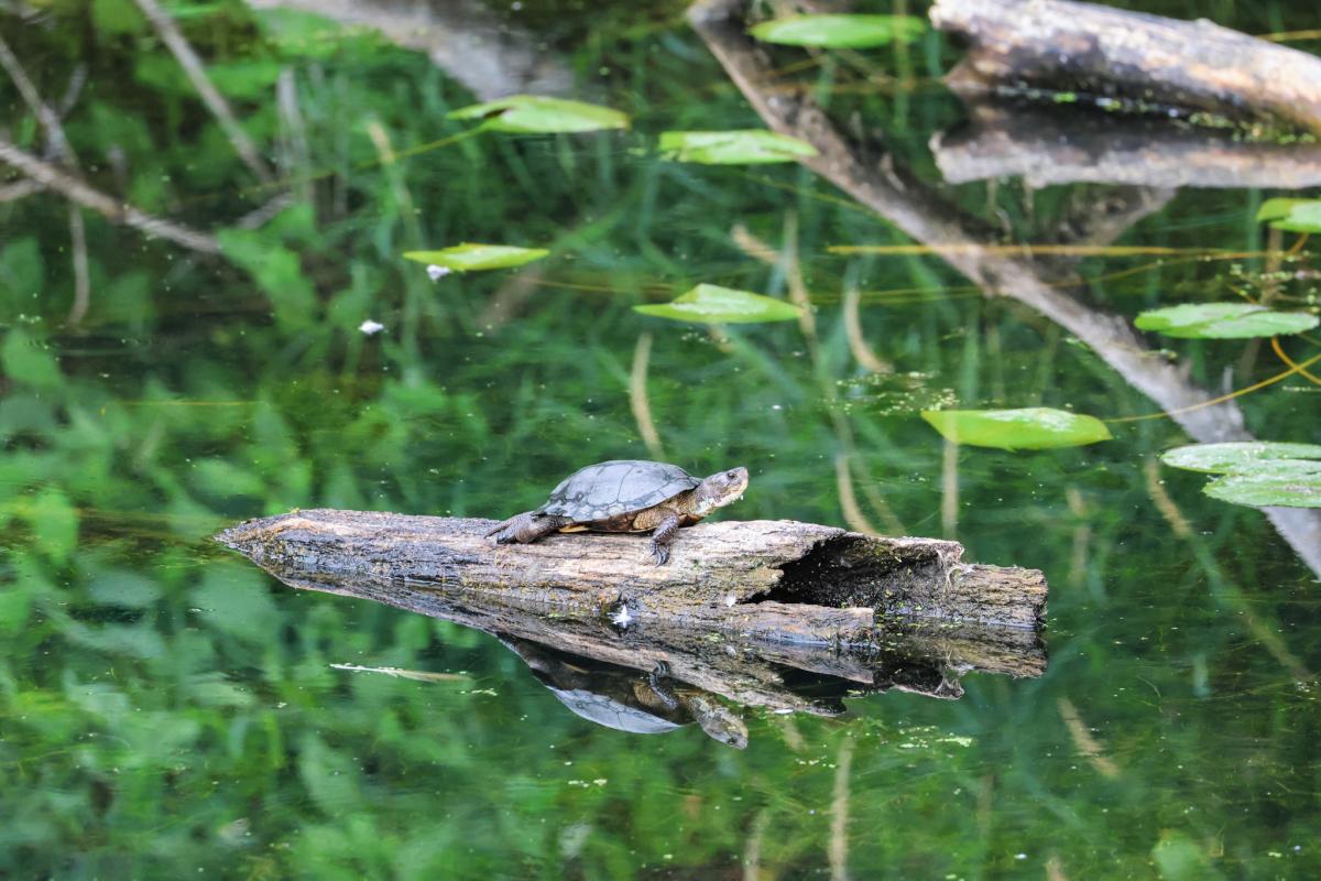 A western pond turtle suns themselves on a floating log in a still pong with lilypads