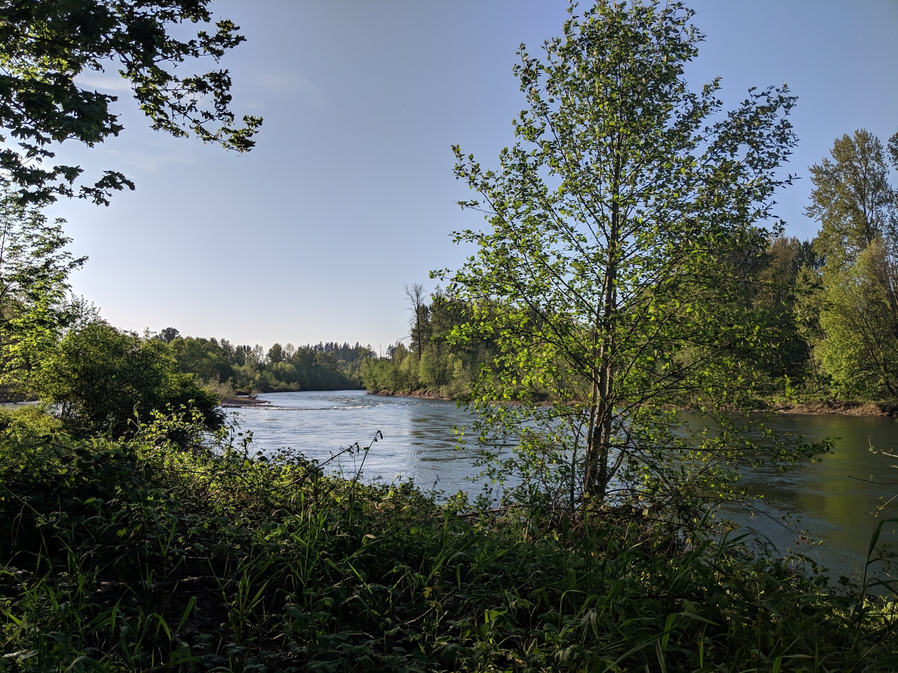 A view of the McKenzie River from shore with greenery on both sides of the bank