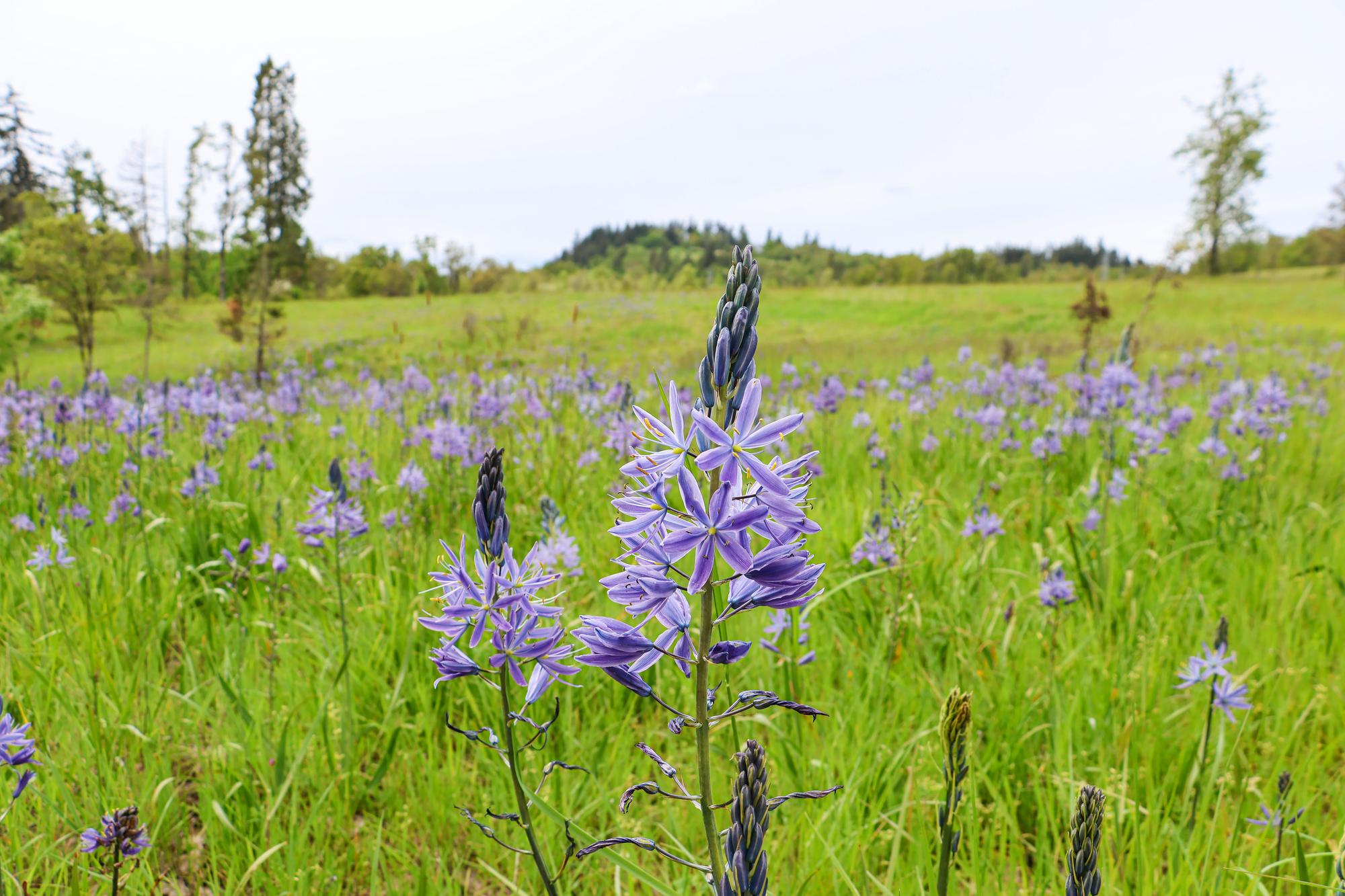 purple camas cover the prairie at Dorris Ranch in spring