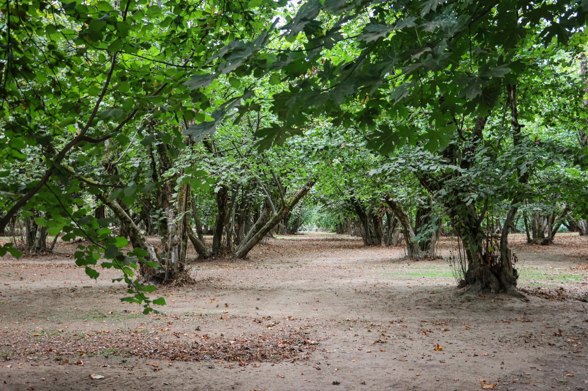 Dorris Ranch orchards in summer