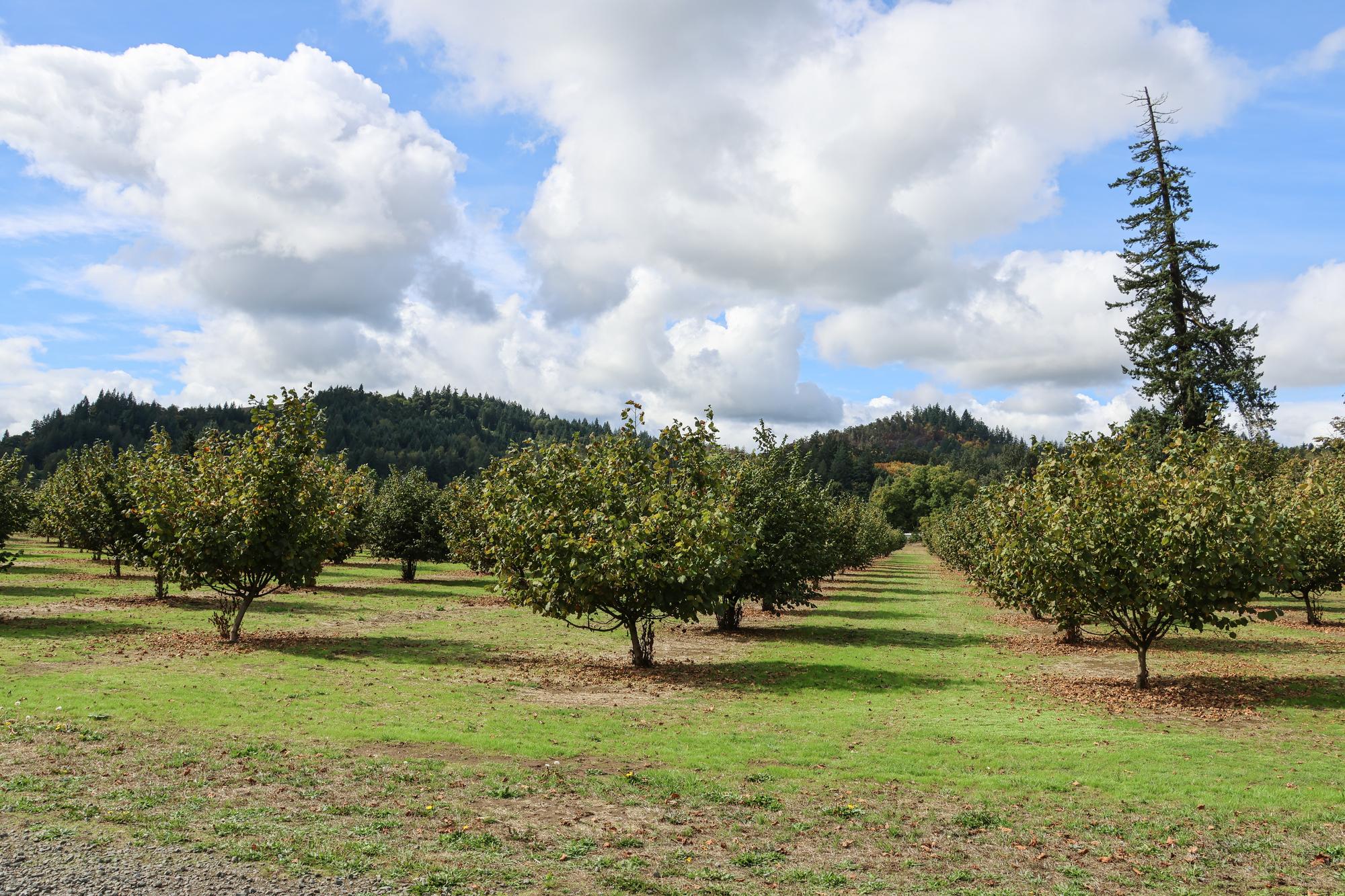 Rows of the Cannery Orchard at Dorris Ranch on a sunny day