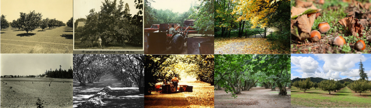 collage of the Dorris Ranch filbert orchards from 1920-2024