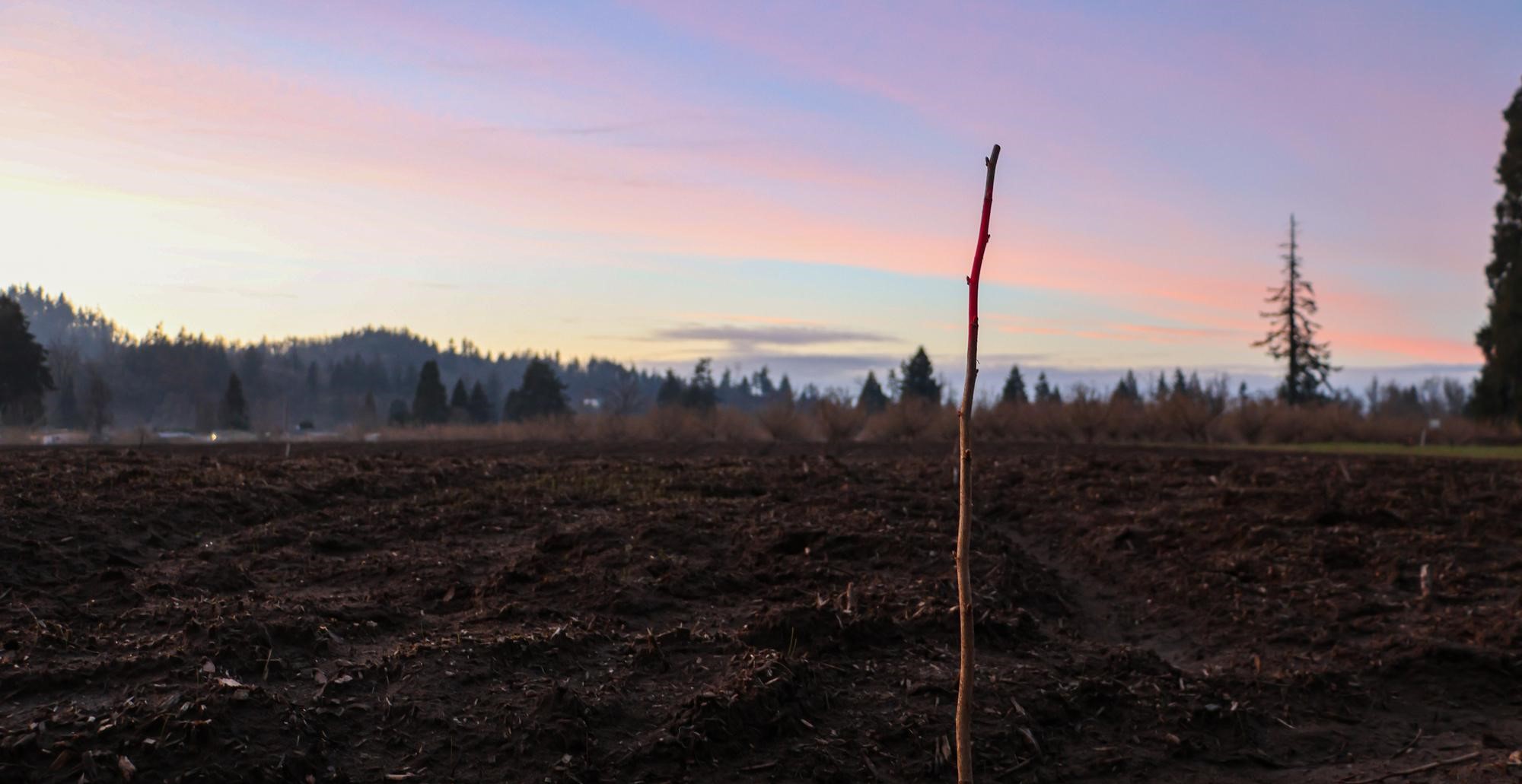 newly planted filber tree