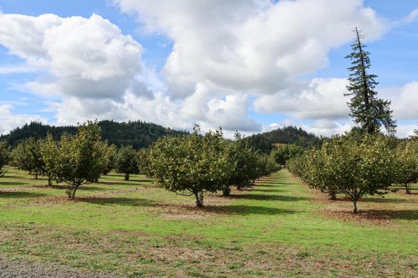 Rows of an 8-year-old orchard at Dorris Ranch on a summer day