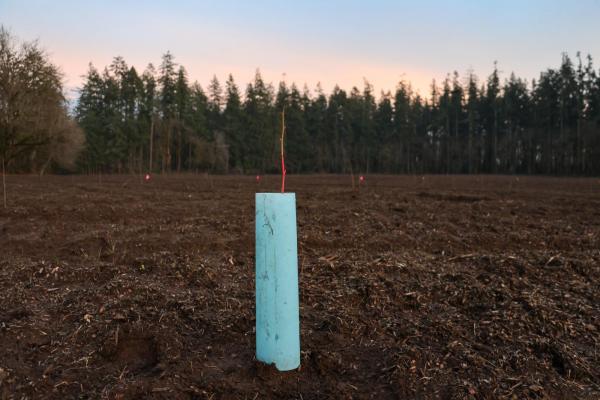 a newly planted filbert tree at Dorris Ranch