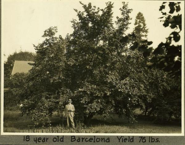 George Dorris standing infront of an 18-year-old filbert tree at Dorris Ranch. 