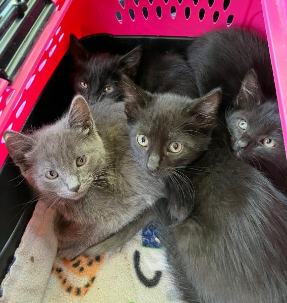 three black kittens and one gray kitten snuggled together in a pink crate