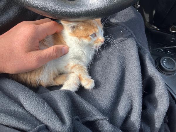 un pequeño gatito blanco y naranja acurrucado en la chaqueta polar de Nathan en el camión del guardaparque, momentos después de ser rescatado.