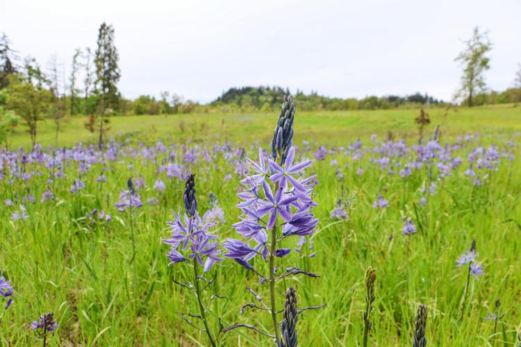 Camas blooms at Dorris Ranch