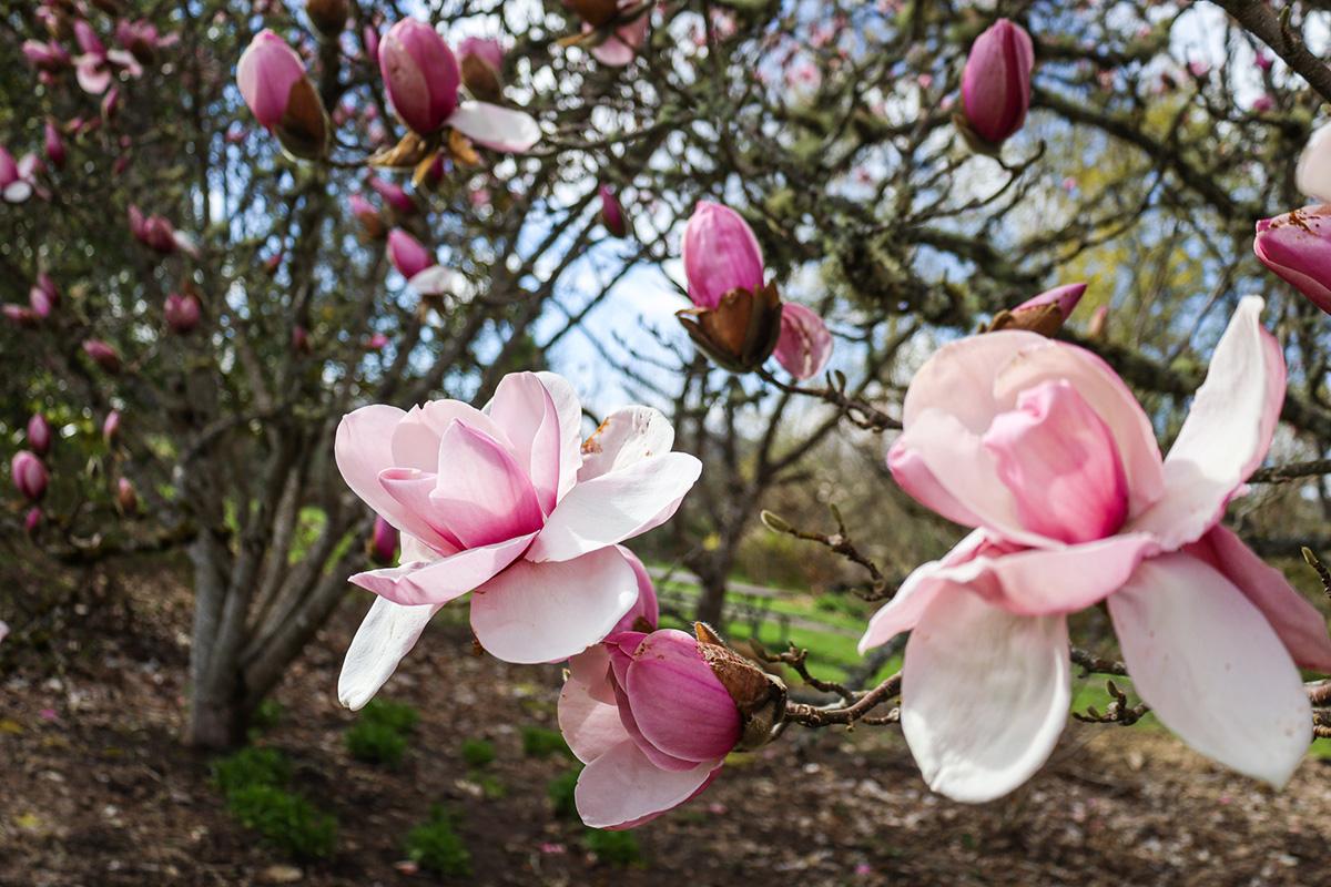 Close up of pink and white magnolia flowers blooming with buds in the background