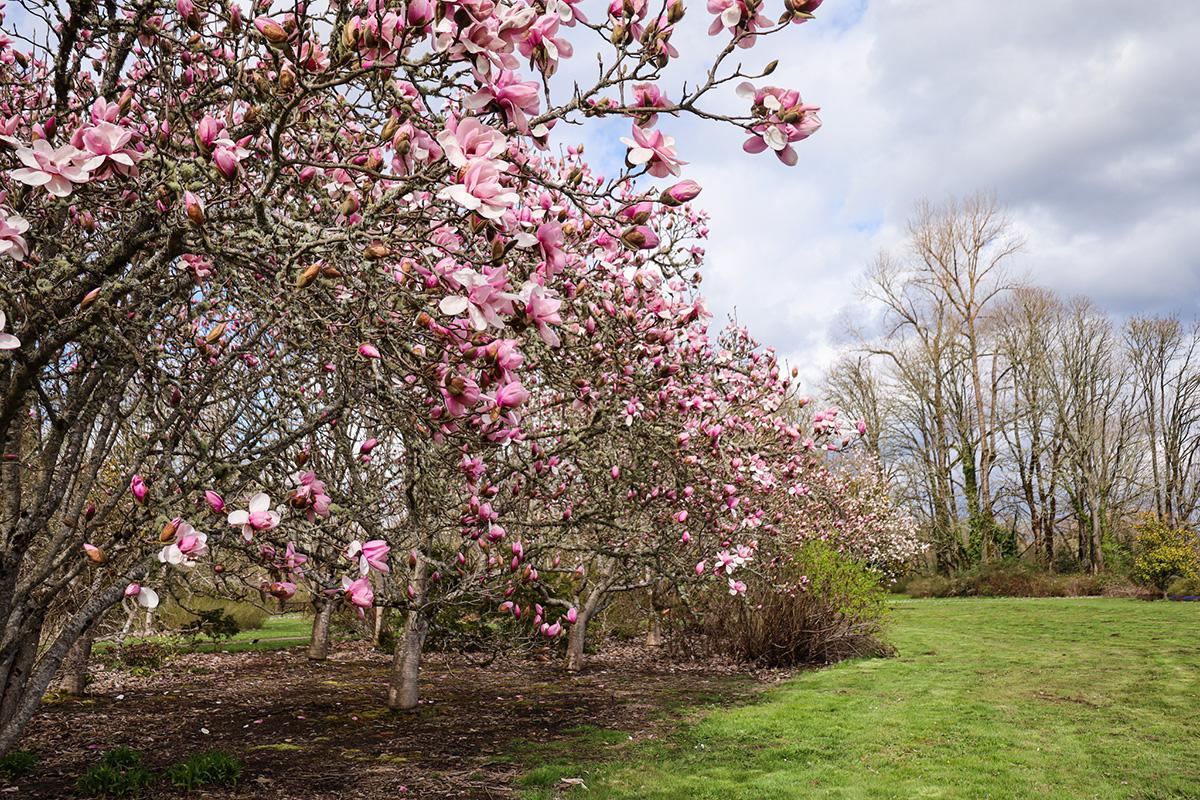 Pink magnolia trees blooming in the spring at Ruff Park