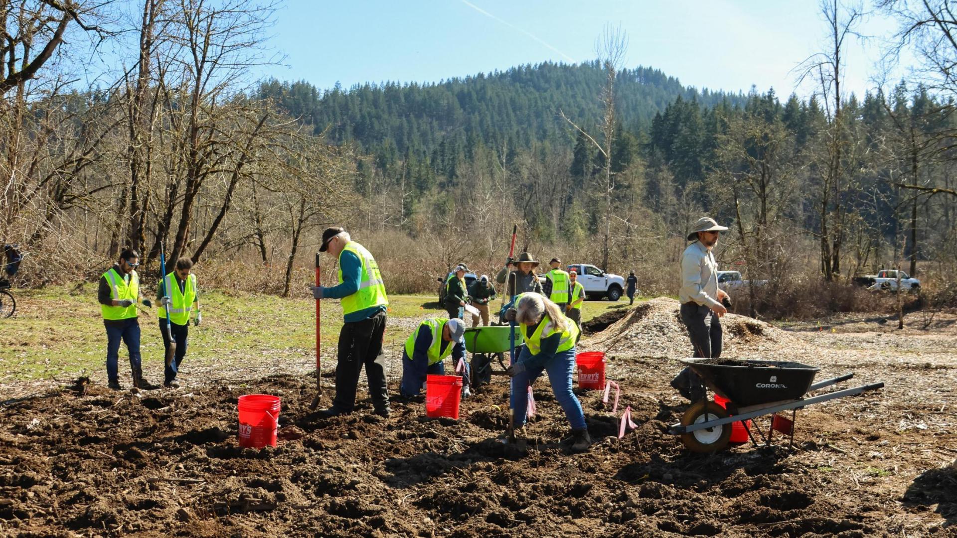 Willamalane volunteers planting at Georgia Pacific Natural Area