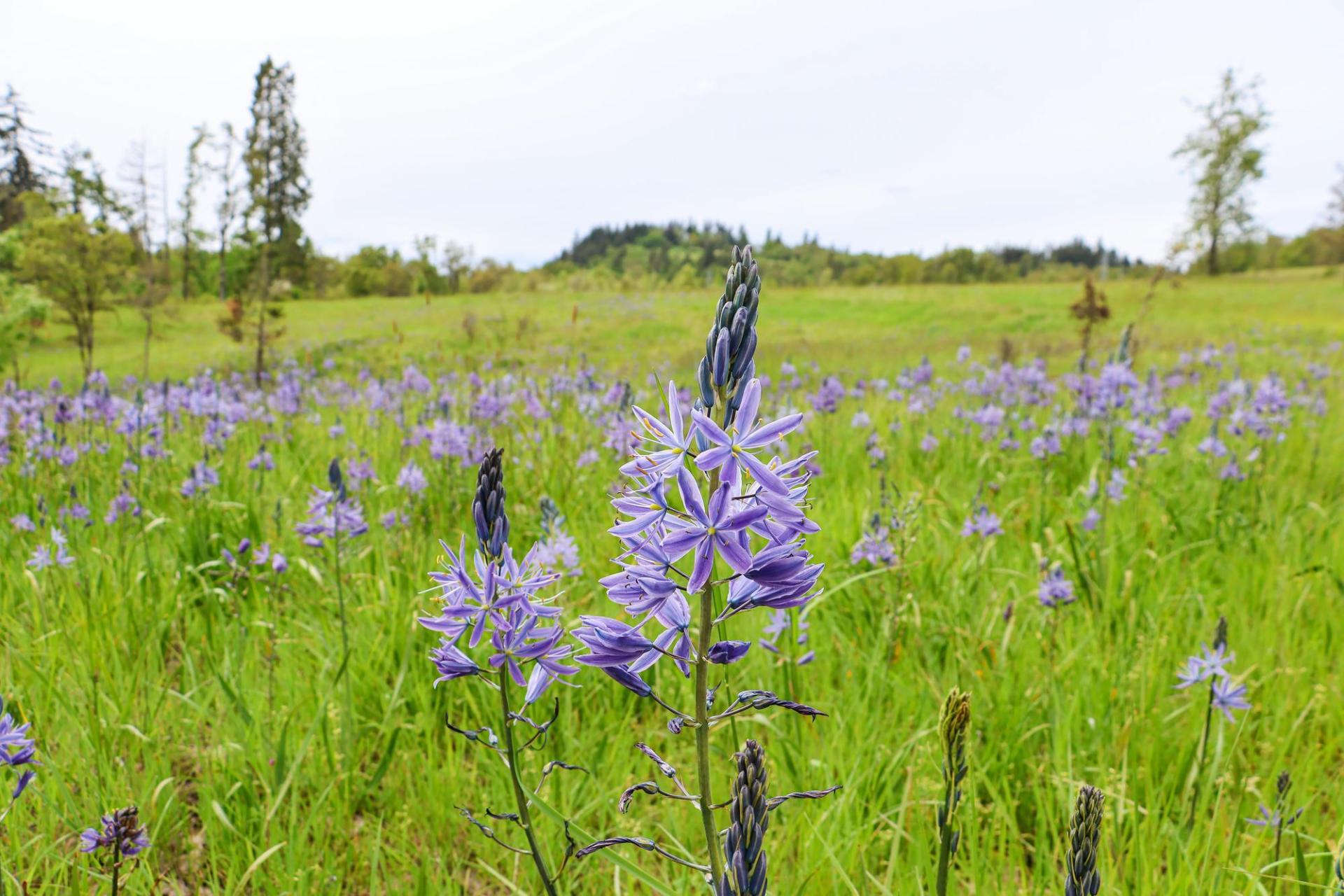 purple camas blooms in the prairie