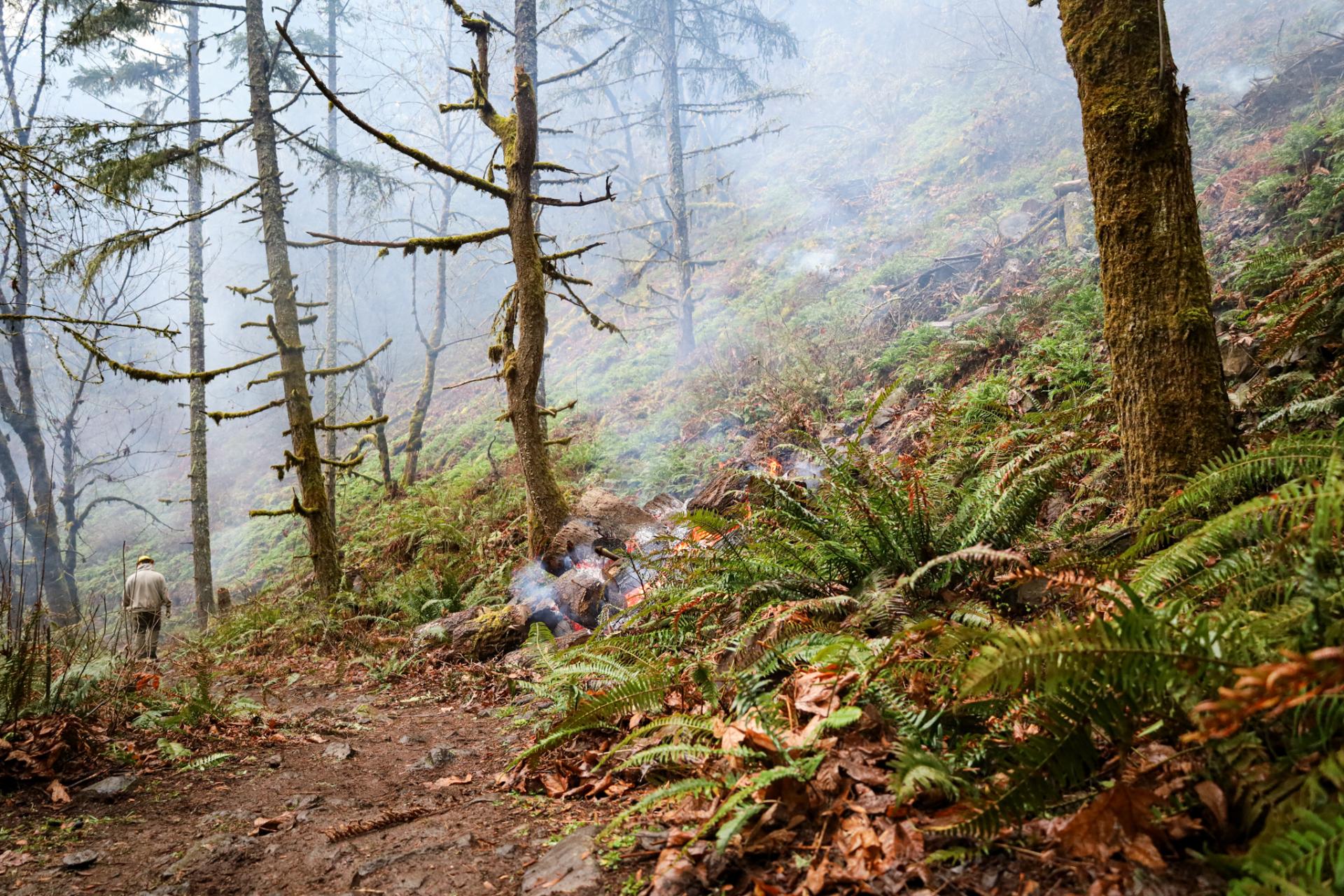 Burn piles at Thurston Hills