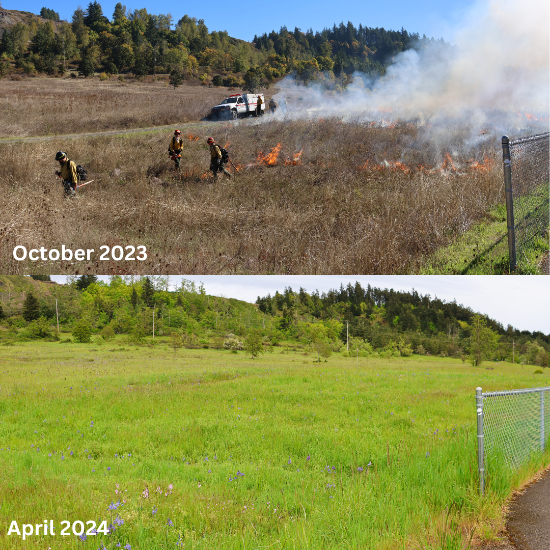 Oak prairie during the ecological burn in september 2023 and blooming with wildflowers in april 2024