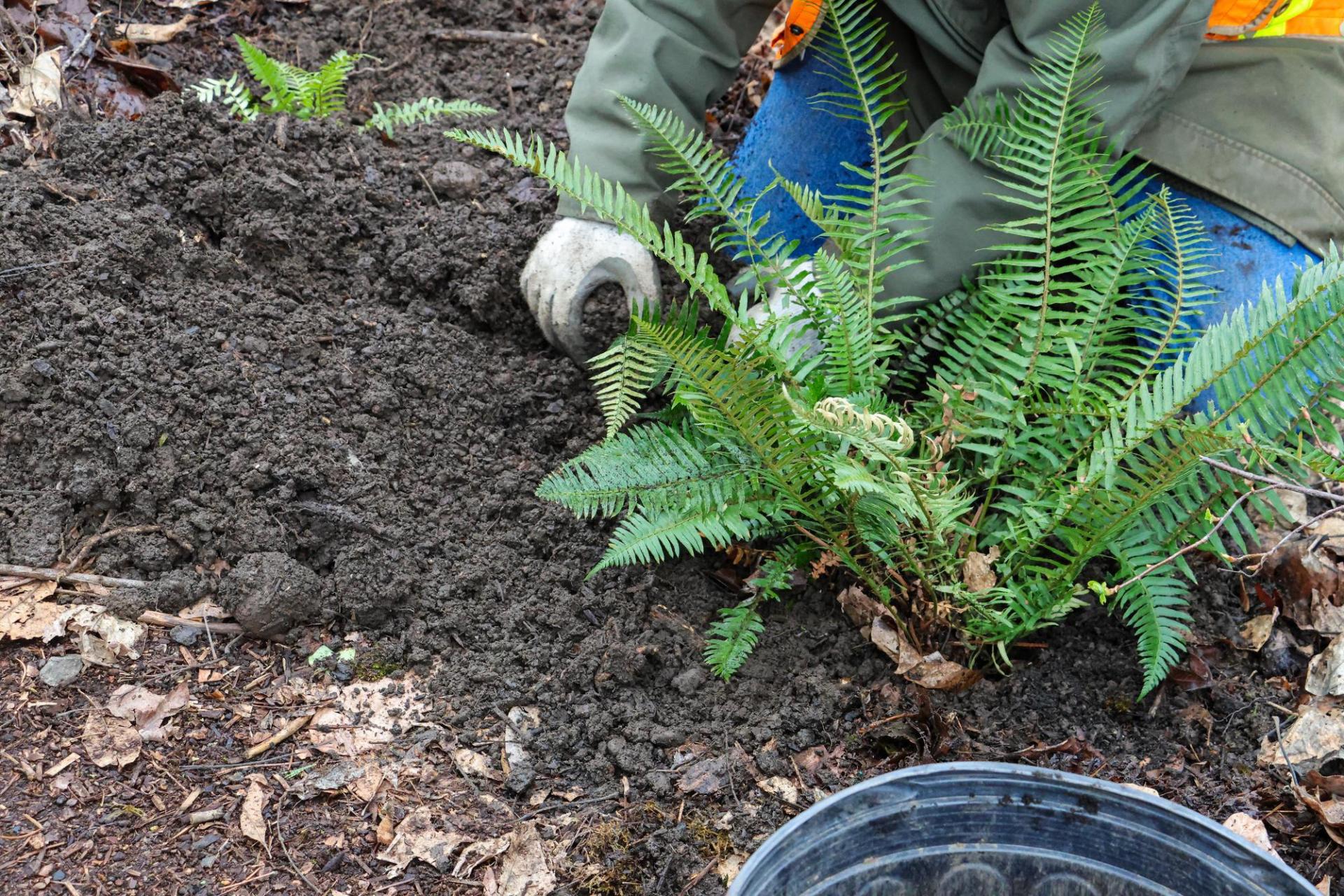 planting a sword fern