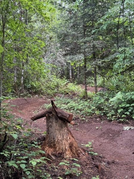 Cedar Shark trail 