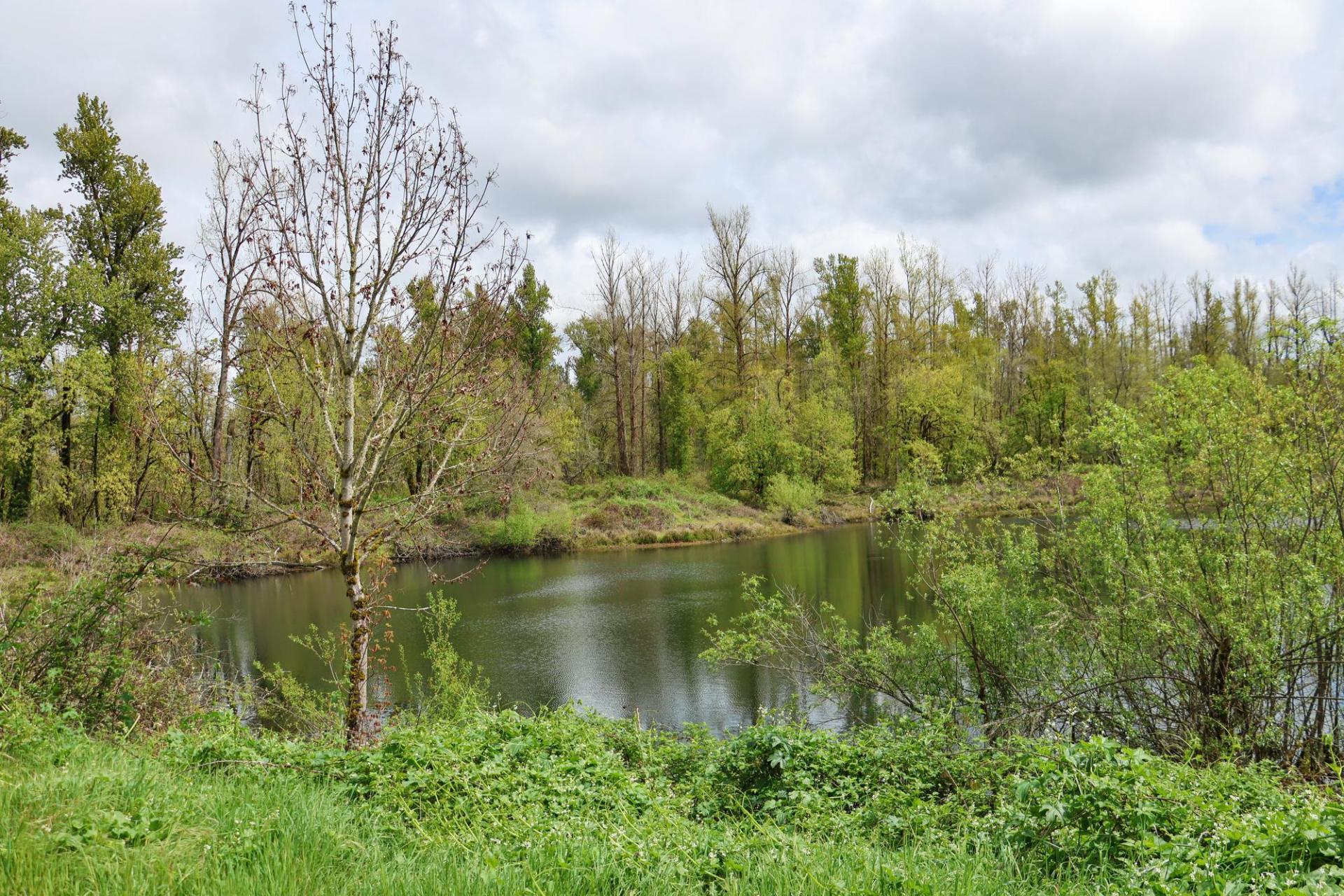 A pond surrounded by vegetation in spring