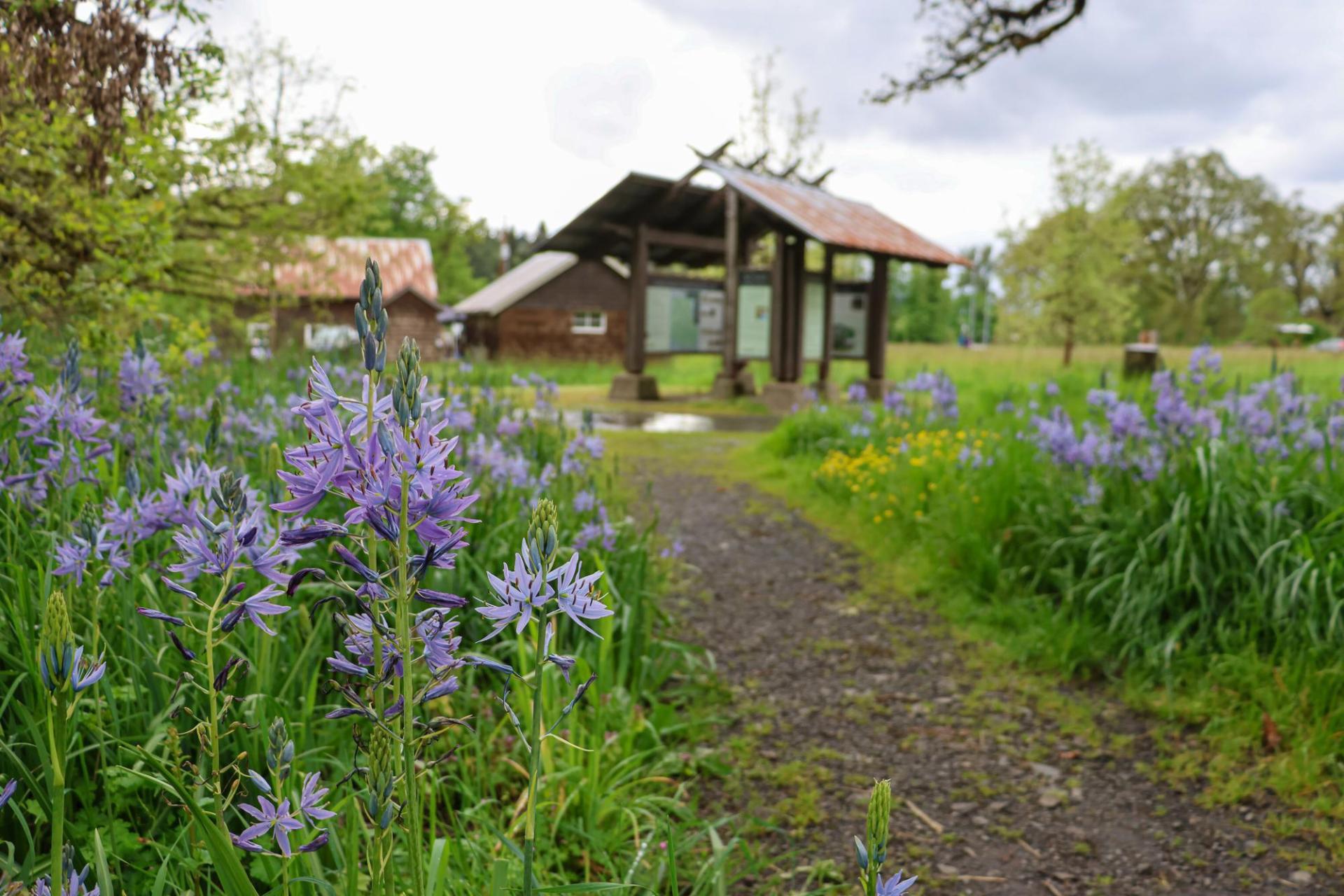 Camas blooming at Dorris Ranch in front of an informational kiosk