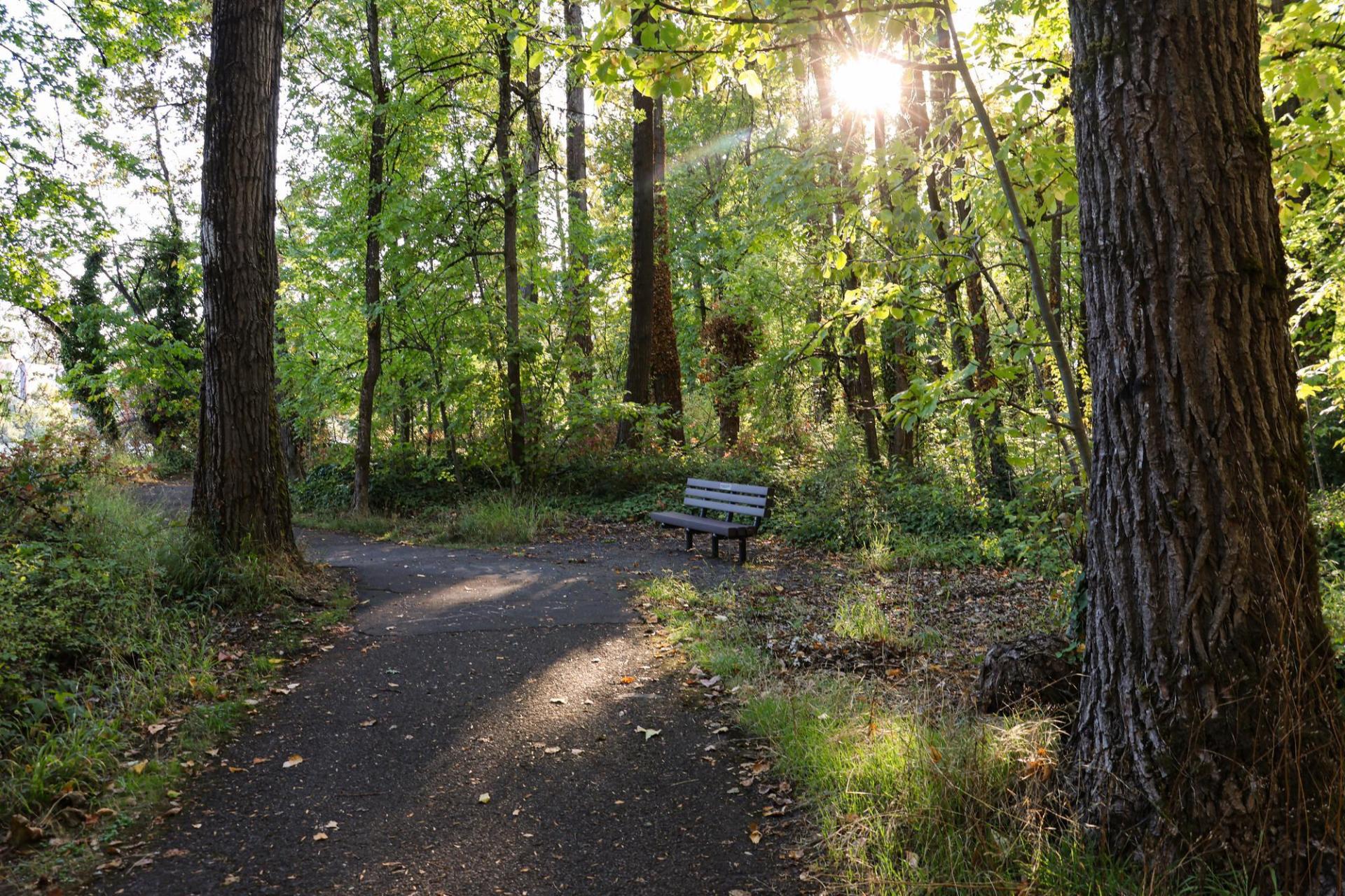 paved path through the woods with a bench