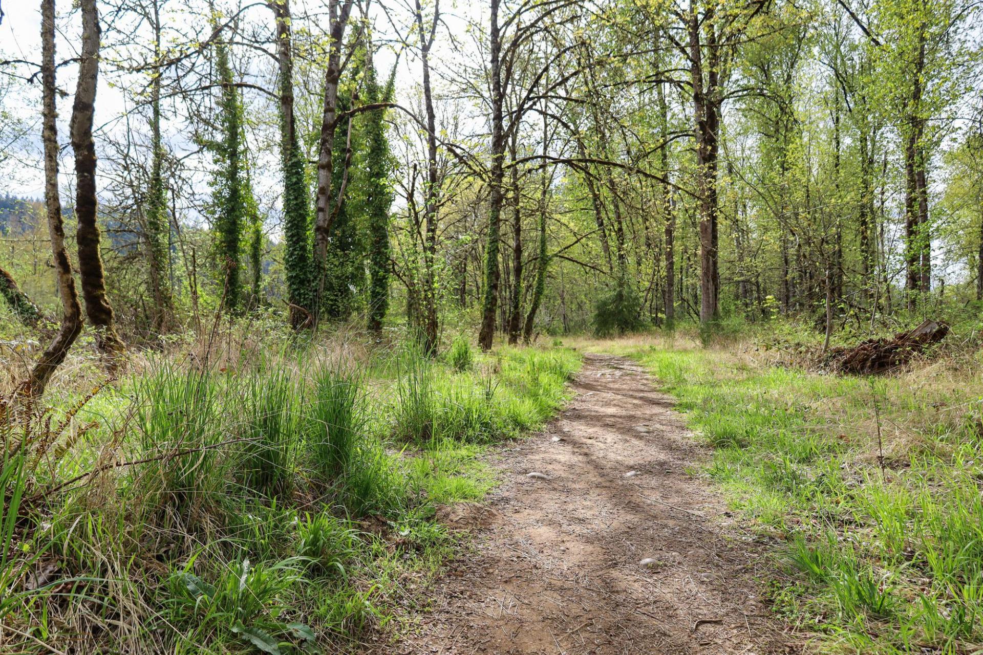 A natural surface path through the woods in spring