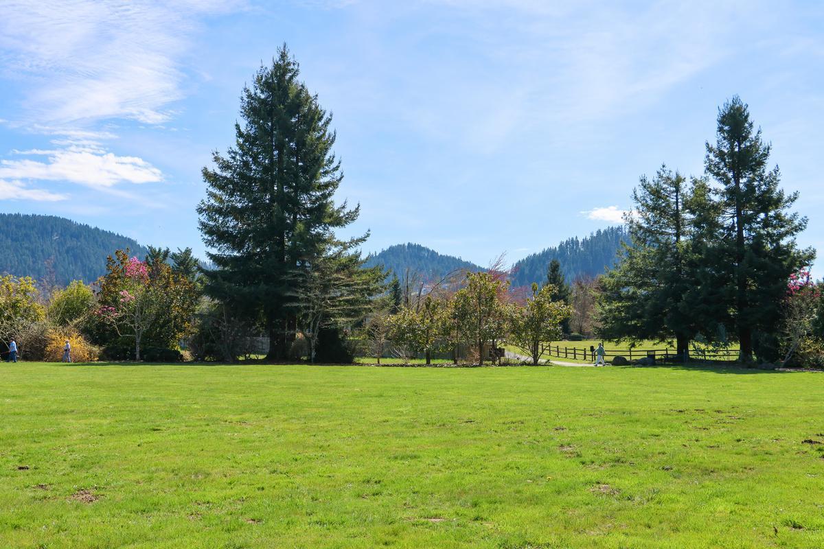 A bright grassy field with large sequoia trees in the distance.