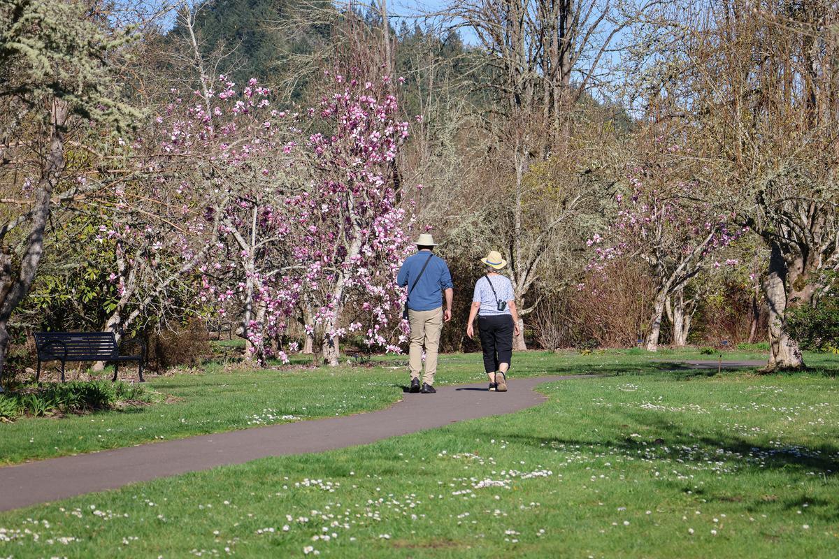 Two people walking on a paved path with pink magnolia trees.