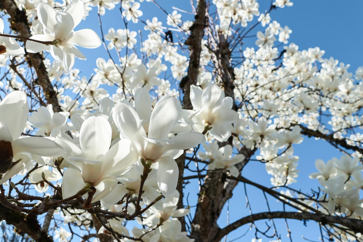 White magnolia flowers on tree branches with a blue sky behind.
