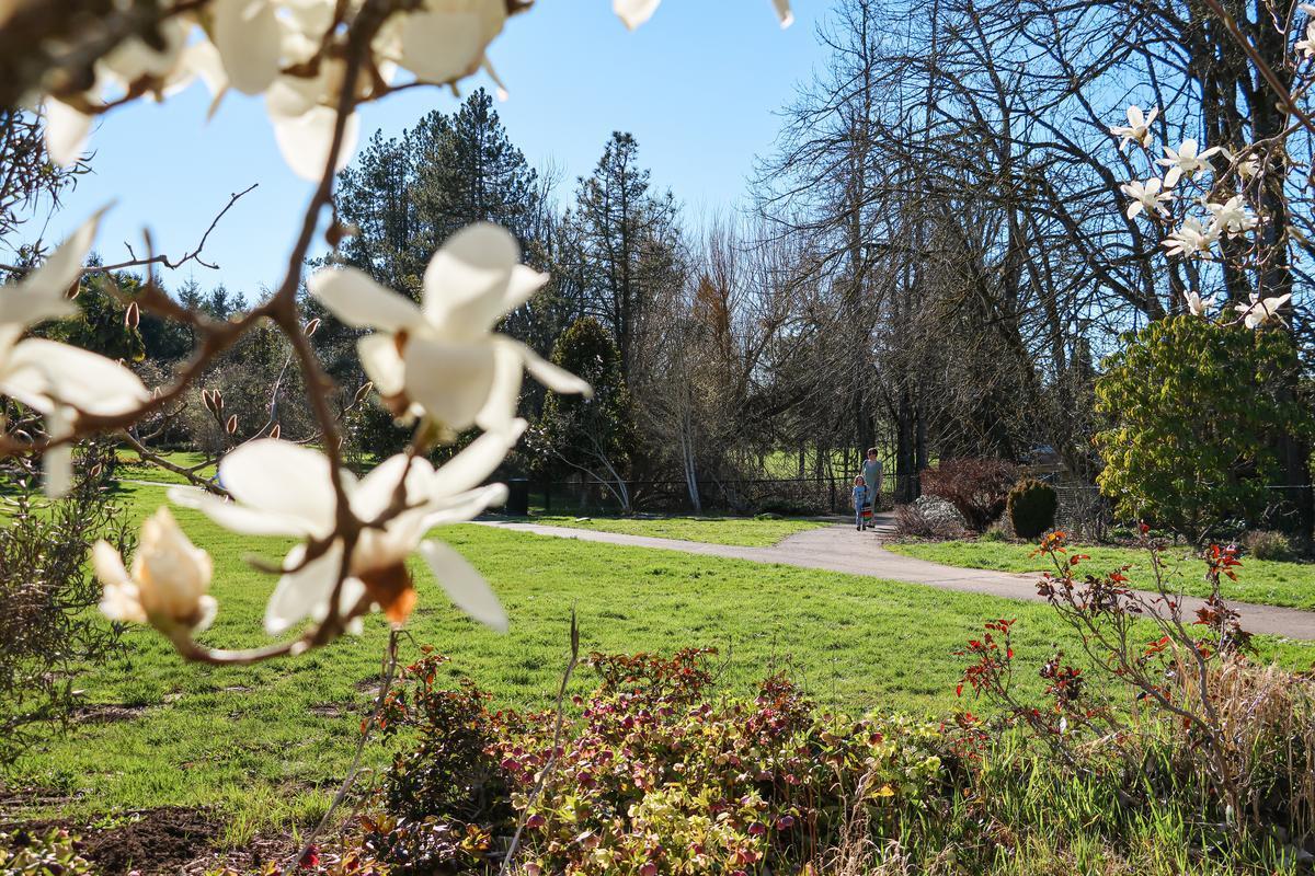 A white magnolia flower with a grassy field and large trees behind.