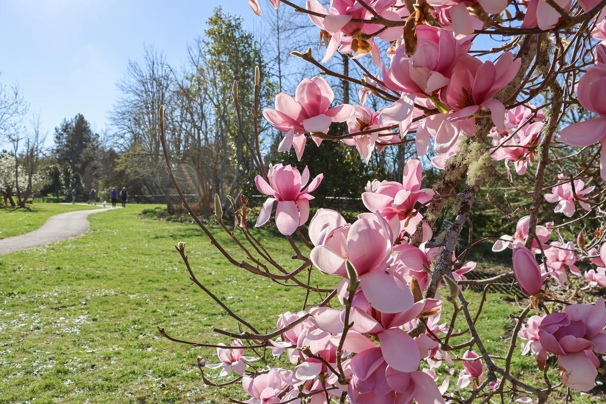 Pink magnolia flowers with a path and grassy field behind.