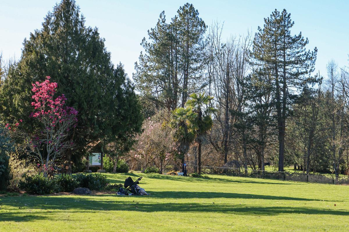 A grassy field with a pink tree and large sequoia trees in the background.