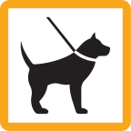 Dog on a leash