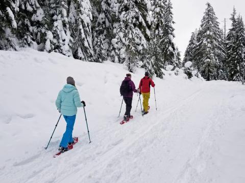 Three people wearing brightly colored jackets snowshoeing in deep winter snow in front of frosty evergreen trees.